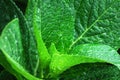 Closeup Green leaf of Hydrangea plant with raindrops texture background at bana hill danang vietnam , Tropical leaf backdrop and b