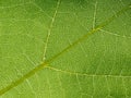 the underside of a leaf's green texture, showing leaves and veins Royalty Free Stock Photo