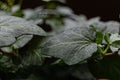 Closeup on green leaf of ivy with black background