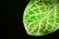 Closeup green leaf micro texture isolated on black. Royalty Free Stock Photo