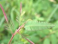 Closeup green leaf of Mimosa pigra plants in garden with blurred background ,macro image ,nature leaves for card design Royalty Free Stock Photo