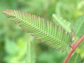 Closeup green leaf of Mimosa pigra plants in garden with blurred background ,macro image ,nature leaves for card design Royalty Free Stock Photo