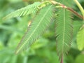 Closeup green leaf of Mimosa pigra plants in garden with blurred background ,macro image ,nature leaves for card design Royalty Free Stock Photo