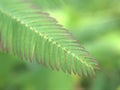 Closeup green leaf of Mimosa pigra plants in garden with blurred background ,macro image ,nature leaves for card design Royalty Free Stock Photo