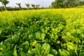 Green leaf mustard in growth at vegetable Royalty Free Stock Photo