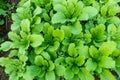 Green leaf mustard in growth at vegetable Royalty Free Stock Photo