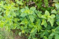 Green leaf mustard in growth at vegetable Royalty Free Stock Photo