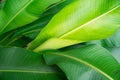 Closeup Green leaf nature for background Royalty Free Stock Photo