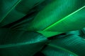 Closeup Green leaf nature for background . Creative made of green tree leaves Royalty Free Stock Photo