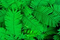 Closeup Green leaf nature for background . Creative made of green tree leaves Royalty Free Stock Photo