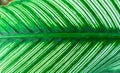 Closeup Green leaf nature for background . greenery tree leaves Royalty Free Stock Photo