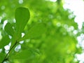 Closeup green leaf of nature tree with blurred background ,young leaves ,macro image , Royalty Free Stock Photo