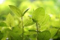 Closeup green leaf nature Royalty Free Stock Photo