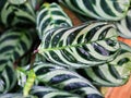 green leaf Never never plant ,Ctenanthe fishbone prayer plant