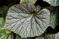 Closeup green leaf Never never plant ,Ctenanthe fishbone prayer plant ,Marantaceae ,The arrowroots ,Bamburanta