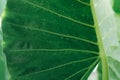 Closeup green leaf with rain drop texture background. Elephant ear leaf with parallel venation line and water drops. Botanical Royalty Free Stock Photo