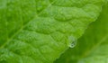 Closeup of a green leaf with raindrops in autumn Royalty Free Stock Photo