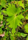 Closeup of the green leaf of River Nile Begonia