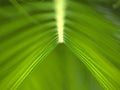 Closeup green leaf of sago palm with soft focus and blurred for background ,macro image Royalty Free Stock Photo