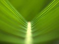 Closeup green leaf of sago palm with soft focus and blurred for background ,macro image Royalty Free Stock Photo