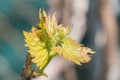 closeup of a green leaf on the stem of a tree Royalty Free Stock Photo