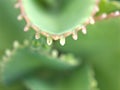 Closeup green leaf of succulent plant with blurred background Royalty Free Stock Photo