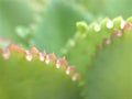 Closeup green leaf of succulent plant with blurred background Royalty Free Stock Photo