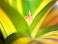 Closeup green leaf of succulent plants with blurred background ,macro image ,soft focus ,sweet color Royalty Free Stock Photo