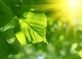 Closeup of green leaf and sun beams Royalty Free Stock Photo