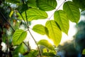 closeup green leaf with sunlight in the morning Royalty Free Stock Photo