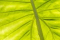 Closeup green leaf texture background Royalty Free Stock Photo