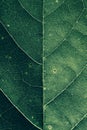 Closeup of a green leaf texture