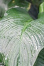 Closeup of green leaf of tropic plant after the rain