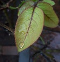 Closeup of a green leaf with water drop on it Royalty Free Stock Photo