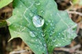 Closeup of green leaf with water drops Royalty Free Stock Photo