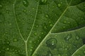 Closeup of green leaf with water drops from dew and veins Royalty Free Stock Photo