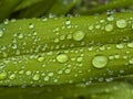 Closeup of green leaf with water drops from dew and veins Royalty Free Stock Photo