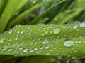 Closeup of green leaf with water drops from dew and veins Royalty Free Stock Photo