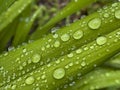 Closeup of green leaf with water drops from dew and veins Royalty Free Stock Photo