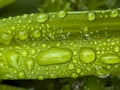 Closeup of green leaf with water drops from dew and veins Royalty Free Stock Photo