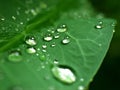 Closeup green leaf with water drops in garden with soft focus and blurred background ,rain on nature leave ,dew on plants Royalty Free Stock Photo