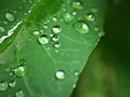 Closeup green leaf with water drops in garden with soft focus and blurred background ,rain on nature leave ,dew on plants Royalty Free Stock Photo