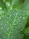 Closeup green leaf with water drops in garden with soft focus and blurred background ,rain on nature leave ,dew on plants Royalty Free Stock Photo