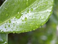 Closeup green leaf with water drops in garden with soft focus and blurred background ,rain on nature leave ,dew on plants Royalty Free Stock Photo
