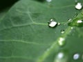 Closeup green leaf with water drops in garden with soft focus and blurred background ,rain on nature leave ,dew on plants Royalty Free Stock Photo