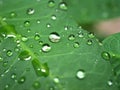 Closeup green leaf with water drops in garden with soft focus and blurred background ,rain on nature leave ,dew on plants Royalty Free Stock Photo