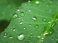 Closeup green leaf with water drops in garden with soft focus and blurred background ,rain on nature leave ,dew on plants Royalty Free Stock Photo