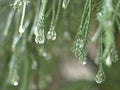 Closeup green leaf with water drops in garden with soft focus and blurred background ,rain on nature leave ,dew on plants Royalty Free Stock Photo