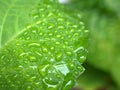 Closeup green leaf with water drops in garden with soft focus and blurred background ,rain on nature leave ,dew on plants Royalty Free Stock Photo