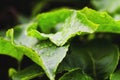 closeup green leaf water drops after rain Royalty Free Stock Photo